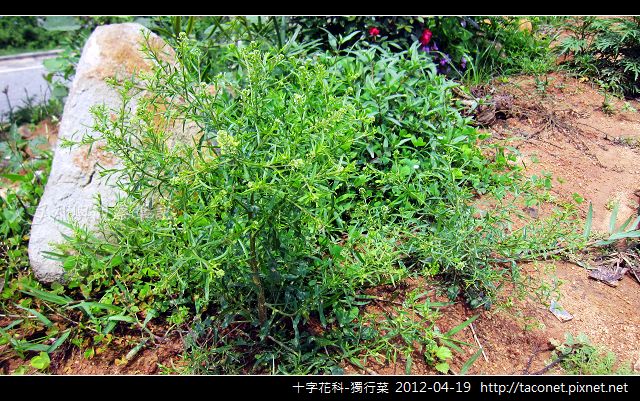 十字花科-獨行菜_08