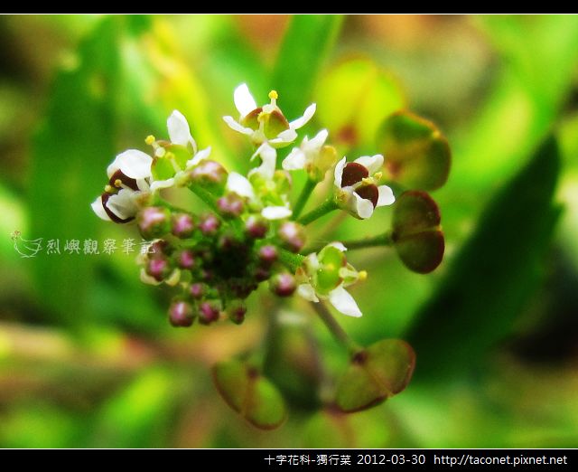十字花科-獨行菜_04