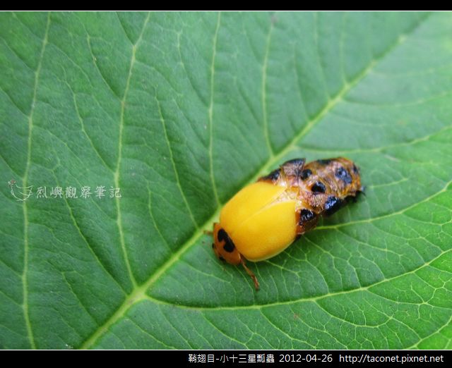 鞘翅目-小十三星瓢蟲_03