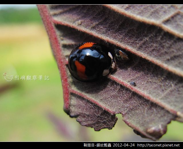 鞘翅目-錨紋瓢蟲_07