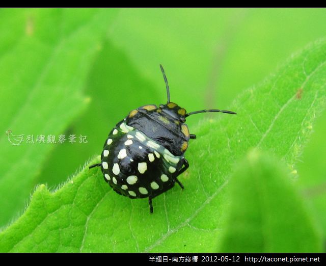 半翅目-南方綠椿_14