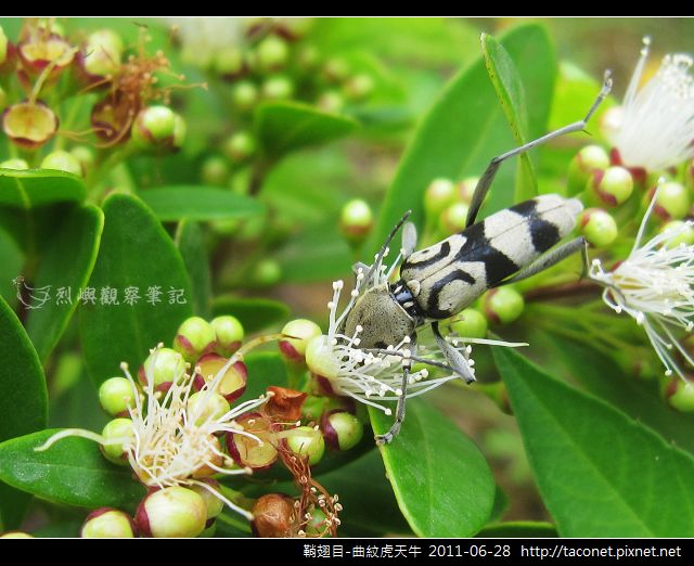 鞘翅目-曲紋虎天牛_06