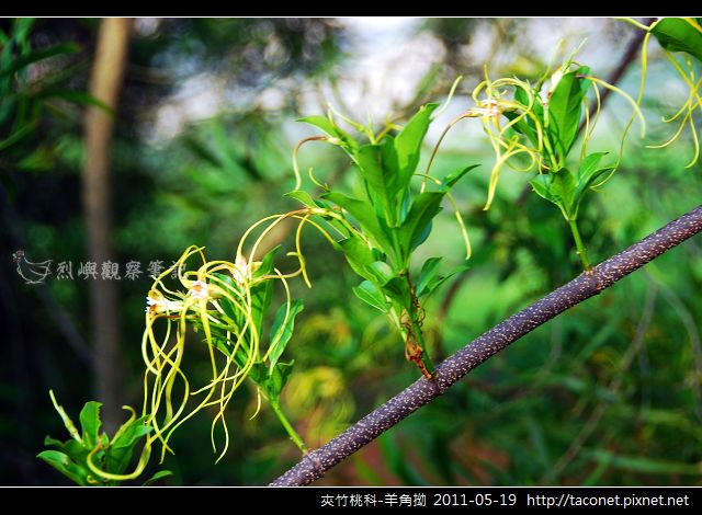 夾竹桃科-羊角拗_08