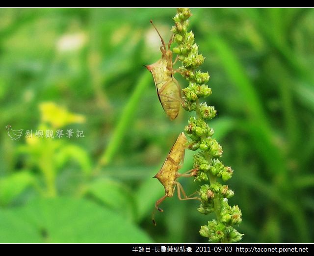 半翅目-長肩棘緣椿象_04