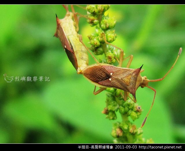 半翅目-長肩棘緣椿象_03