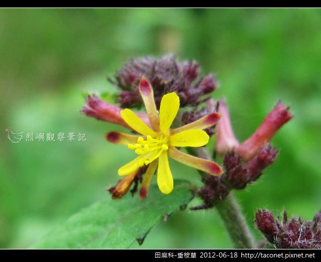田麻科-垂桉草_04