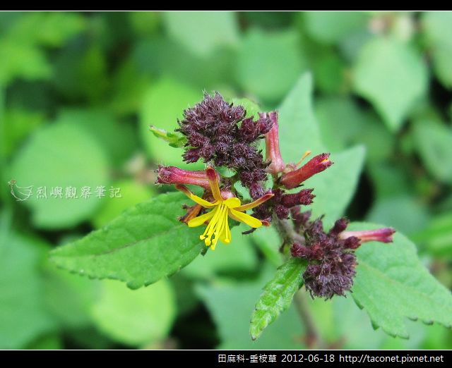 田麻科-垂桉草_12