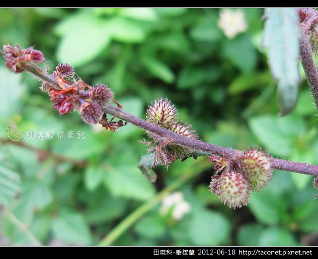 田麻科-垂桉草_08