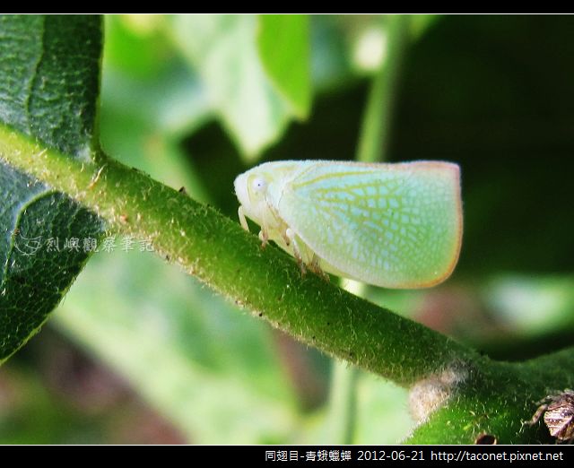 同翅目-青蛾蠟蟬_07