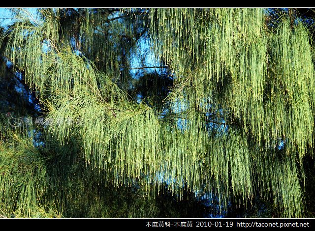 木麻黃科-木麻黃_01