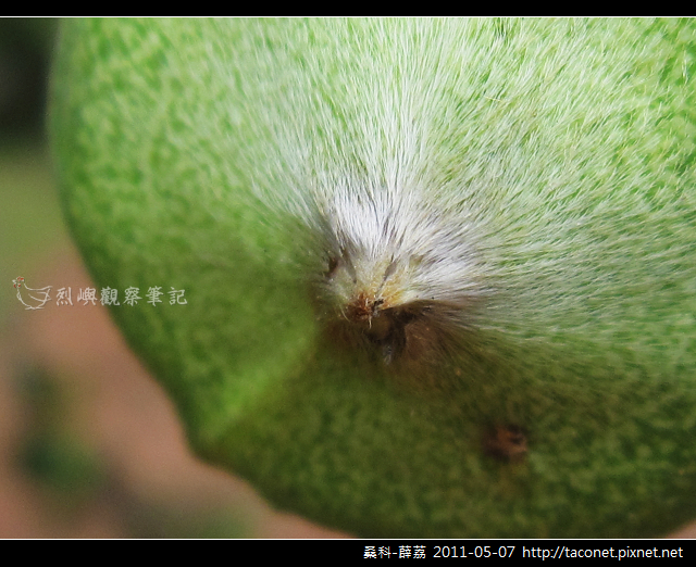桑科-薜荔_21