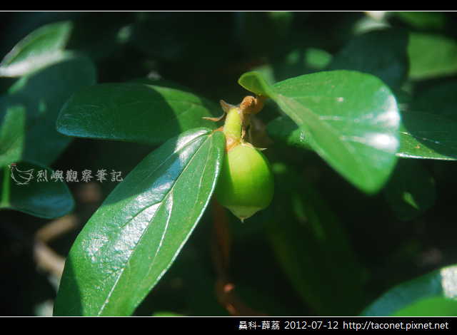 桑科-薜荔_04