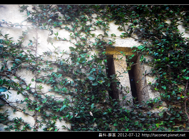 桑科-薜荔_02