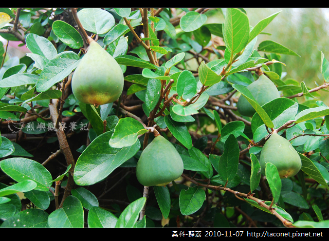 桑科-薜荔_01