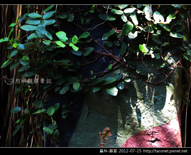 桑科-薜荔_14