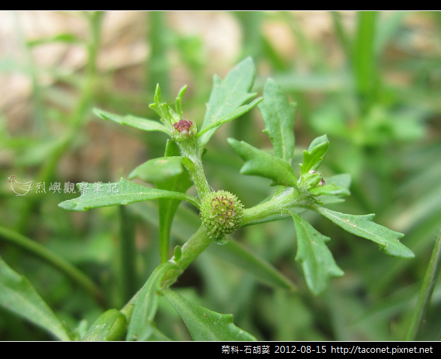 菊科-石胡荽相簿封面