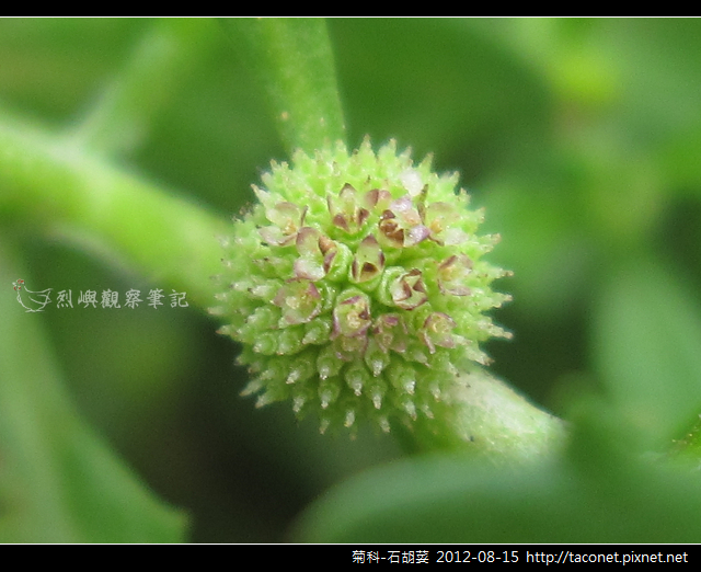 菊科-石胡荽_09