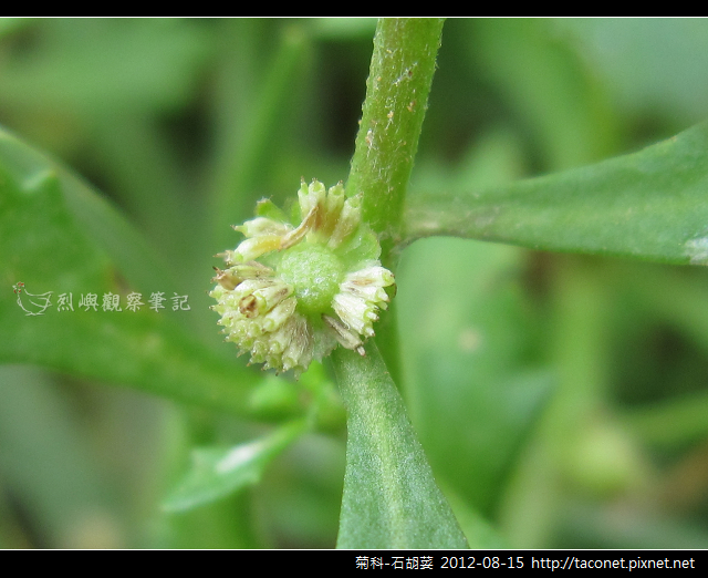 菊科-石胡荽_08