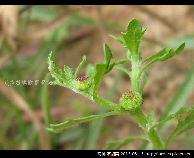 菊科-石胡荽_07