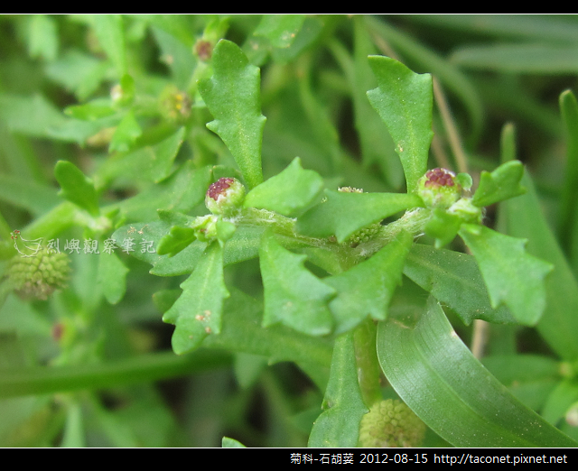 菊科-石胡荽_06