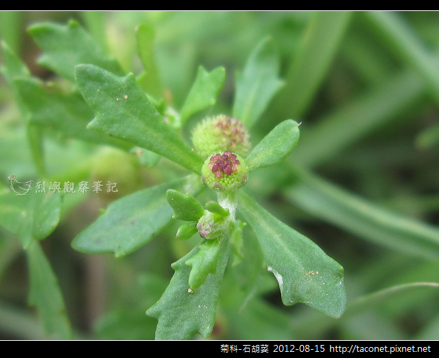 菊科-石胡荽_04