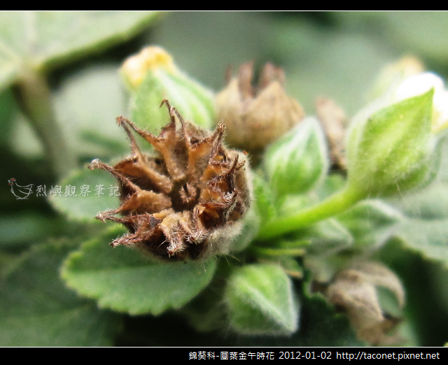 錦葵科-圓葉金午時花_11