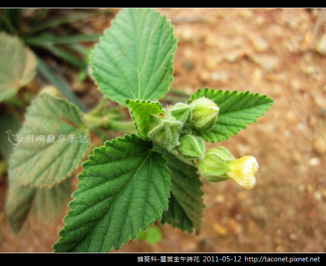 錦葵科-圓葉金午時花_10