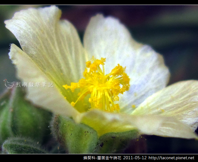 錦葵科-圓葉金午時花_09