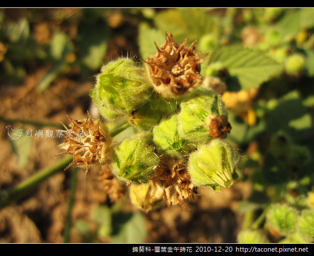 錦葵科-圓葉金午時花_07