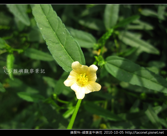 錦葵科-細葉金午時花_02