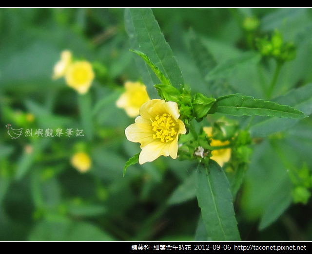 錦葵科-細葉金午時花_10