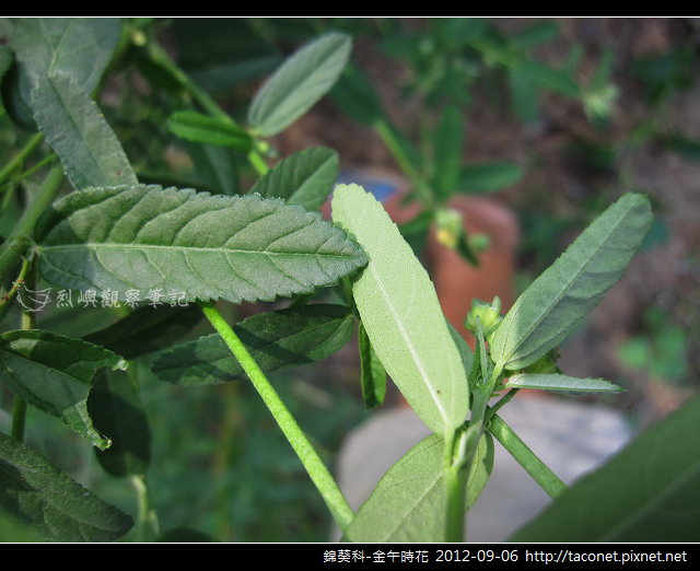 錦葵科-金午時花_18