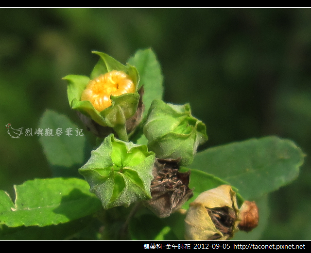 錦葵科-金午時花_17