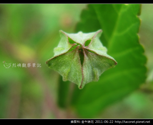 錦葵科-金午時花_08