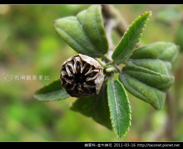 錦葵科-金午時花_13