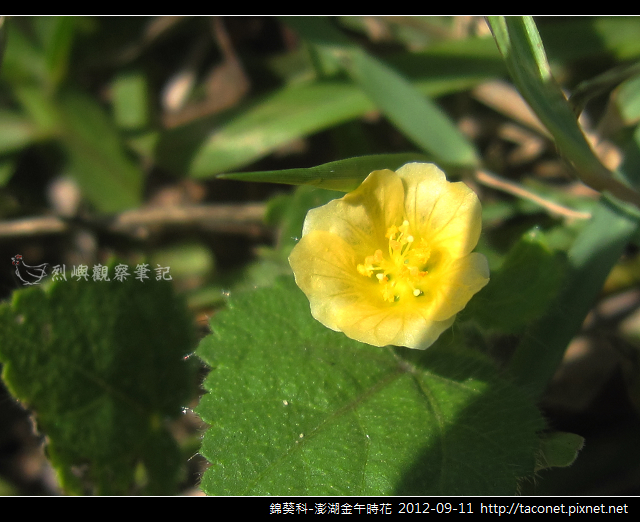 澎湖金午時花_03