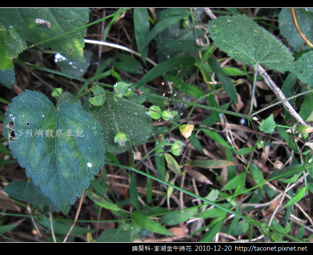 錦葵科-澎湖金午時花_767