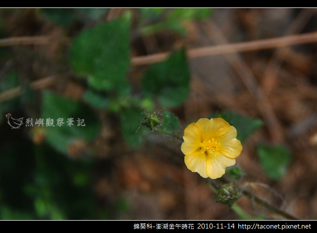 錦葵科-澎湖金午時花_765