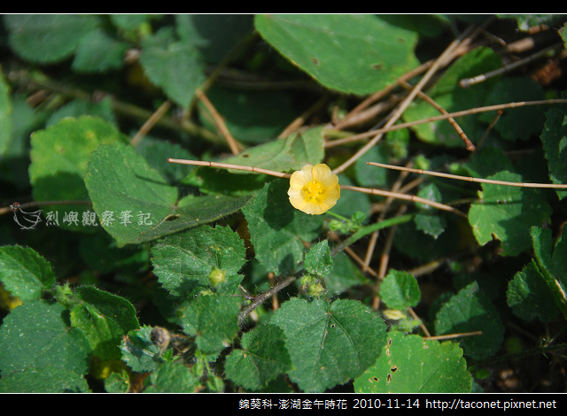 錦葵科-澎湖金午時花_764