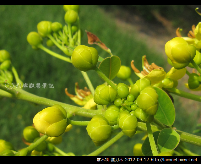 蘇木科-鐵刀木_09