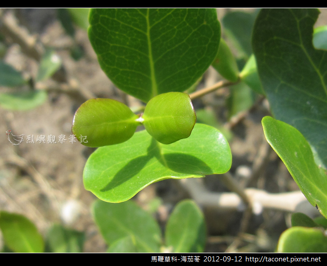 馬鞭草科-海茄苳_15