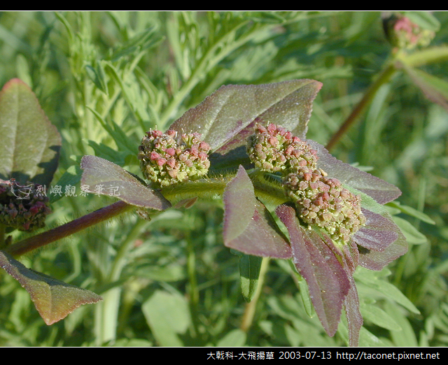 大戟科-大飛揚草_14