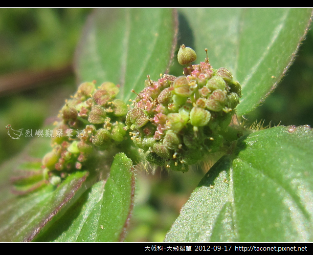 大戟科-大飛揚草_10