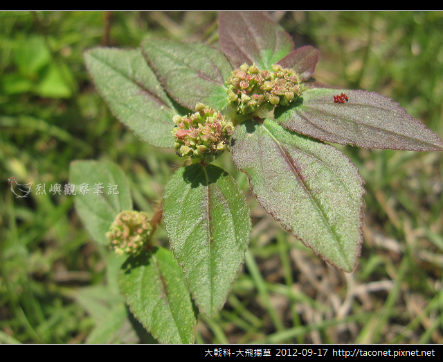 大戟科-大飛揚草_07