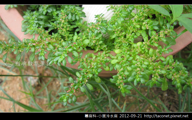 蕁麻科-小葉冷水麻_04