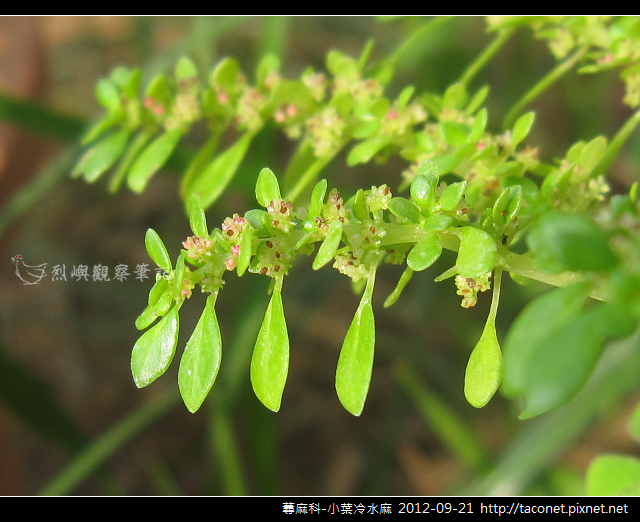 蕁麻科-小葉冷水麻_11