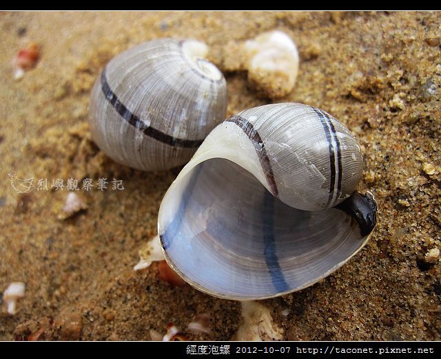 經度泡螺_13