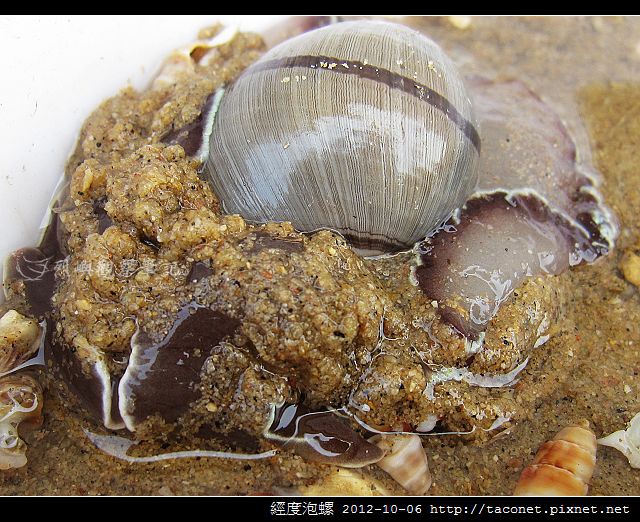 經度泡螺_12