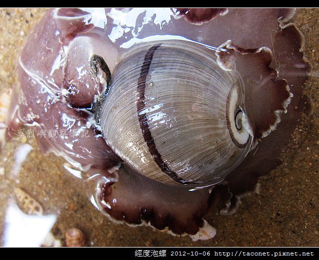經度泡螺_01