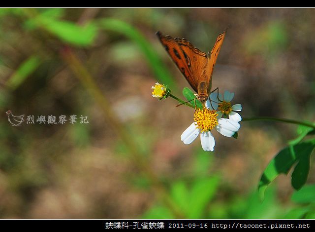 蛺蝶科-孔雀蛺蝶_09